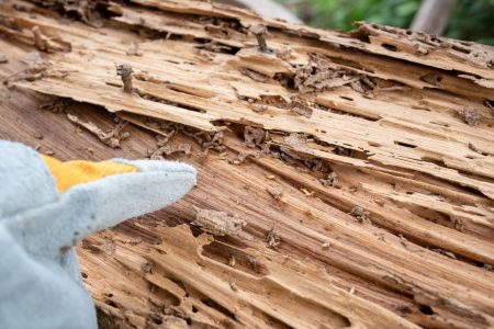 CauseTermite-Damage-Cause-header