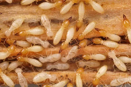 coptotermes-subterranean-termites-1024x577