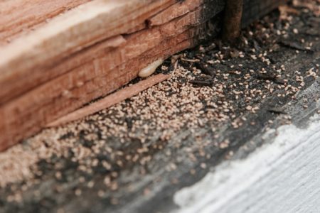 termite-frass-1110x550